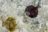 Red Pyrope Garnets in Quartzite - Namibia #128395-2